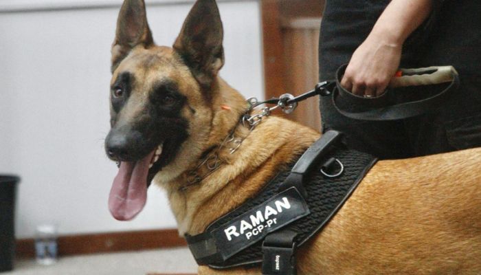  Cão da Polícia Científica detecta vestígios de sangue que olho humano não encontra